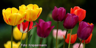 Tulpen