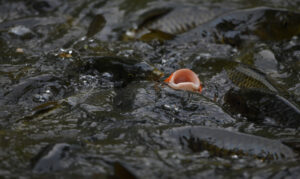 Reaktionen der Natur auf Veränderungen der Umwelt